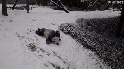 Orso panda che gioca nella neve
