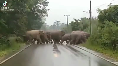 Herd of elephants crossing the road