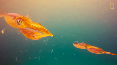 The squid with three hearts and blue blood