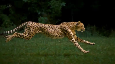 Cheetah running at 1200 fps
