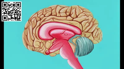 9 - El cerebro. Érase una vez la vida.