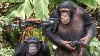 Monos jugando con un dron